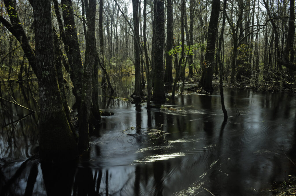 A photograph features dark river water out of which grow tall trees that are sparse with leaves.