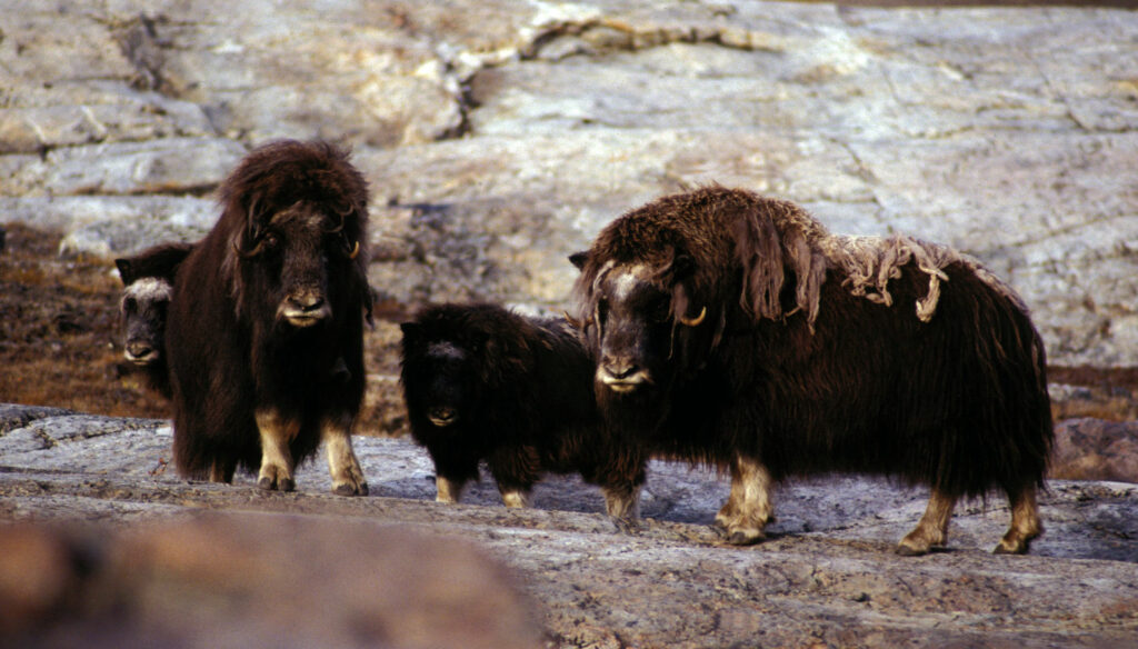 A photograph features two large and two small brown oxen standing together on rocky terrain.