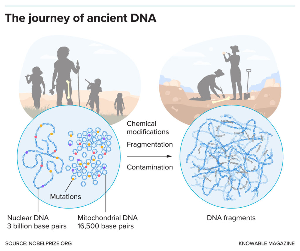 An illustrated graphic features four circles. The top left one has silhouettes of four people, with the person in the center holding a spear and ax. The top right has two people in brimmed hats digging with shovels. The lower left circle has helixes arranged in neat rows with colorful dots. The text below reads, “Nuclear DNA 3 billion base pairs.” Inside that same circle but on the right are circles, some with colors, that represent “Mitochondrial DNA 16,500 base pairs.” The colors in the circles represent “Mutations.” Text under the bottom right circle reads, “DNA fragments,” showing squiggly lines of DNA. An arrow between the graphic’s two halves is surrounded by text that reads, “Chemical modifications, Fragmentation, Contamination.”