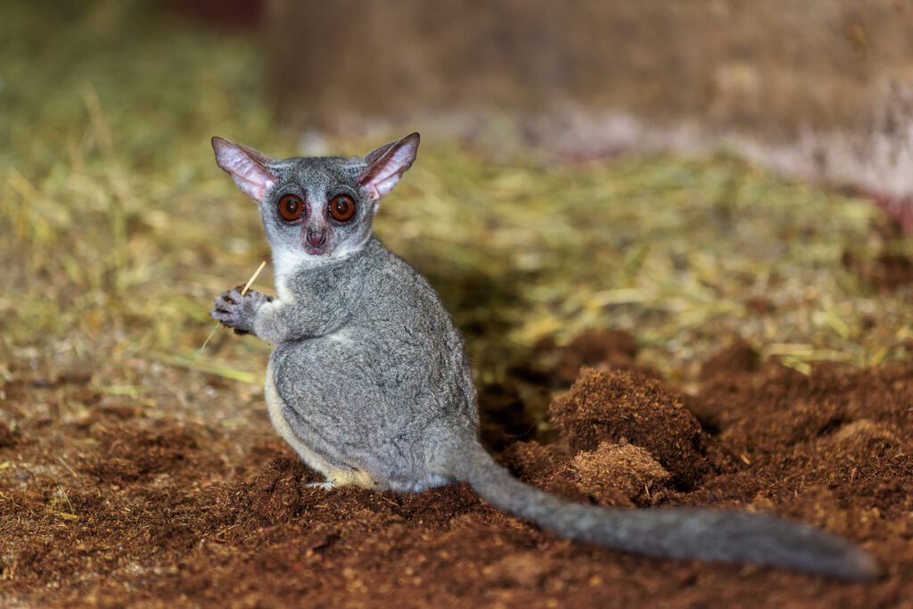 A photograph features a long-tailed rodent with gray fur, large perked-up ears, and red eyes perched on a dirt plot while holding a blade of grass.