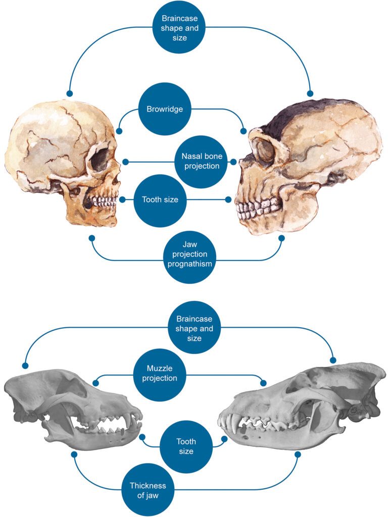 An illustrated graphic depicts two pairs of skulls looking at each other, the top two resembling hominins and the bottom two looking much flatter and wider. The top two skulls are joined by blue lines intercepted by blue bubbles that align with different parts of the skull. White text reads, “Braincase shape and size,” “Browridge,” “Nasal bone projection,” “Tooth size,” and “Jaw projection prognathism.” The bottom two skulls are similarly joined by blue lines and interceding blue bubbles with white text that reads, “Braincase shape and size,” “Muzzle projection,” Tooth size,” and “Thickness of jaw.”