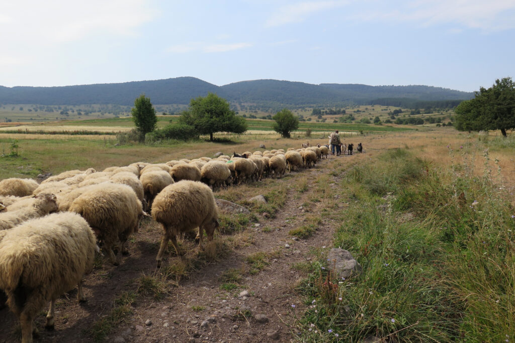 A herd of sheep cluster in a long line behind a person and two black dogs in a large grassy field. Mountains lie in the background.