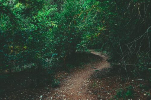 A photograph features a dirt path leading deeper into a dark, wooded area densely packed with green leafy trees.