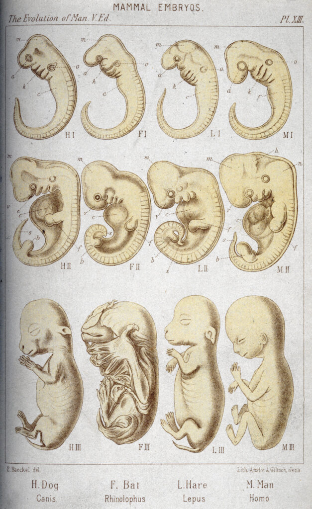 An illustration shows four columns of creatures labeled “dog,” “bat,” “hare,” and “man.” From top to bottom, each column progresses from embryo to fetus.