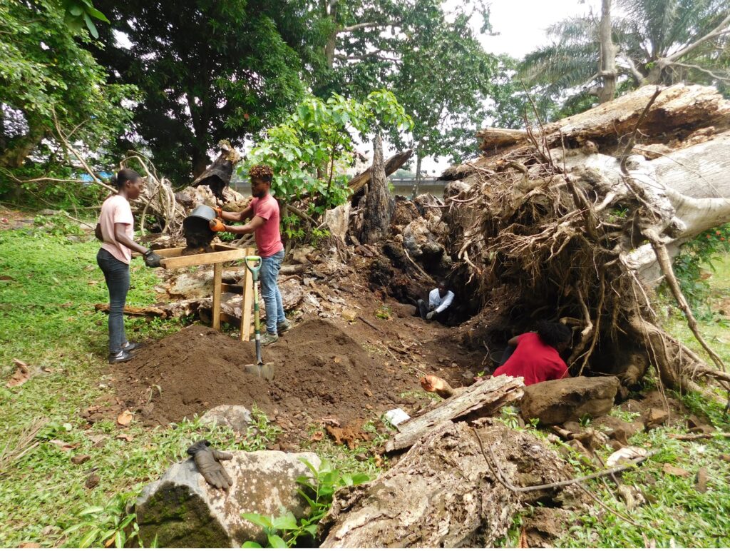 A team of archaeologists works near a large, uprooted tree in Liberia. Some people pour dirt onto a sifter while others dig in the tree-root pit.