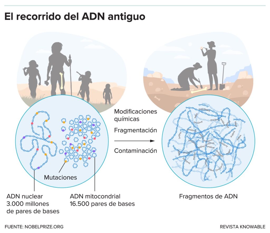 Un gráfico presenta cuatro círculos. El superior izquierdo tiene siluetas de cuatro personas, con la persona del centro sosteniendo una lanza y un hacha. El superior derecho tiene a dos personas con sombreros de ala que cavan con palas. El círculo inferior izquierdo tiene hélices dispuestas en filas ordenadas con puntos de colores. El texto de abajo dice: “ADN nuclear 3.000 millones de pares de bases”. Dentro de ese mismo círculo pero a la derecha hay círculos, algunos con colores, que representan “ADN mitocondrial 16.500 pares de bases”. Los colores de los círculos representan "Mutaciones". El texto bajo el círculo inferior derecho dice “Fragmentos de ADN”, mostrando líneas garabateadas de ADN. Una flecha entre las dos mitades del gráfico está rodeada por un texto que dice: “Modificaciones químicas, fragmentación, contaminación”.