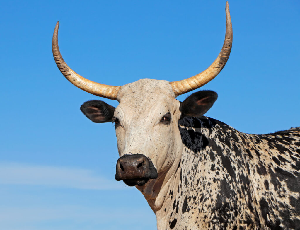 From the neck up, a close-up photograph features a spotted black-and-cow facing left but looking straight at the viewer against a blue sky.