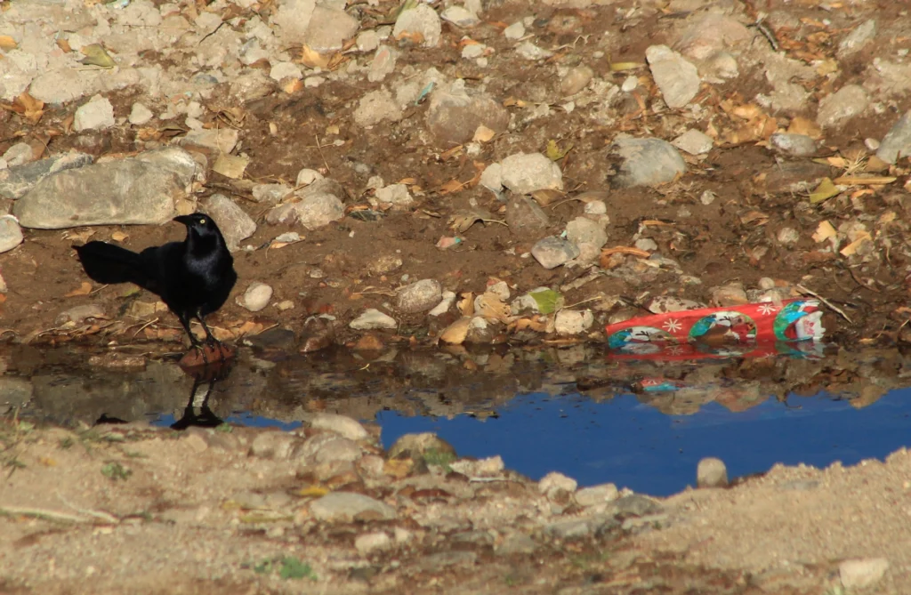 A photograph features a black bird standing in shallow water near a piece of garbage.