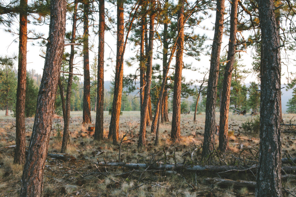 Several tall brown tree trunks with sparse green needles stand in a field of yellowing grass with a clear sky and line of fuller trees visible in the background.
