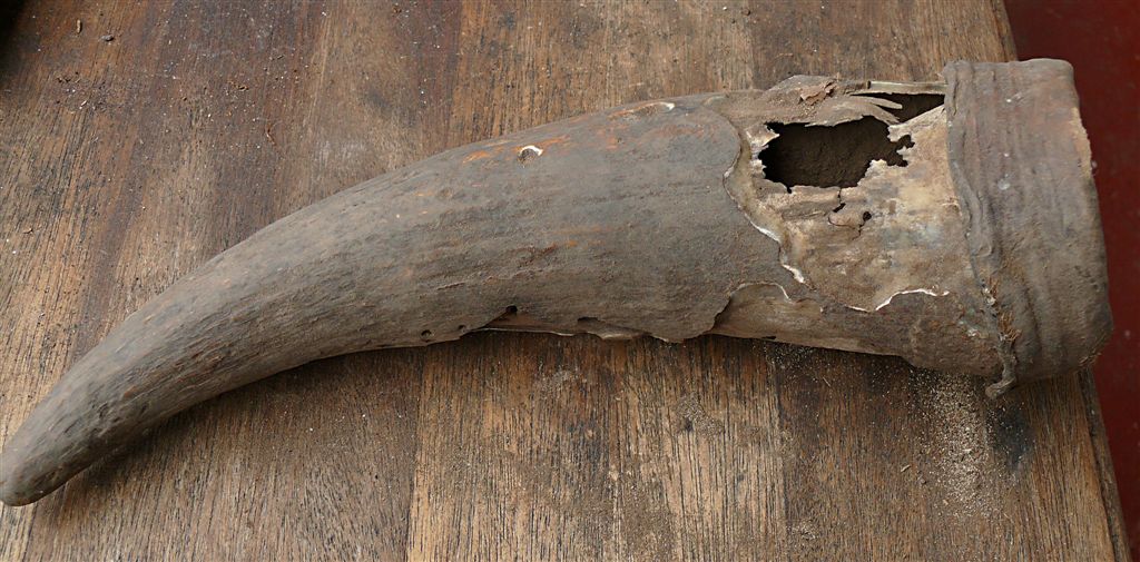 Ce que la corne de vache révèle sur la médecine khoisan – SAPIENS