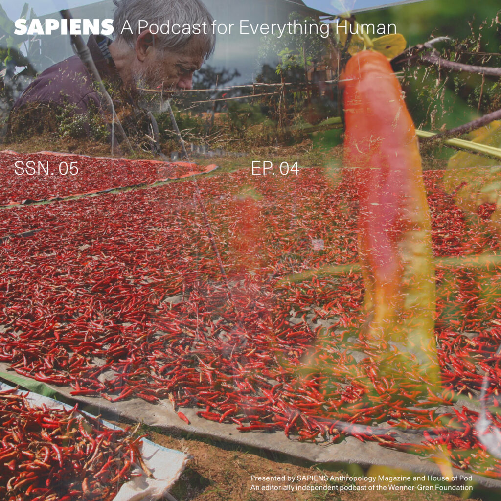 A layered image of chili peppers drying in the sun with a bearded man looking at them.