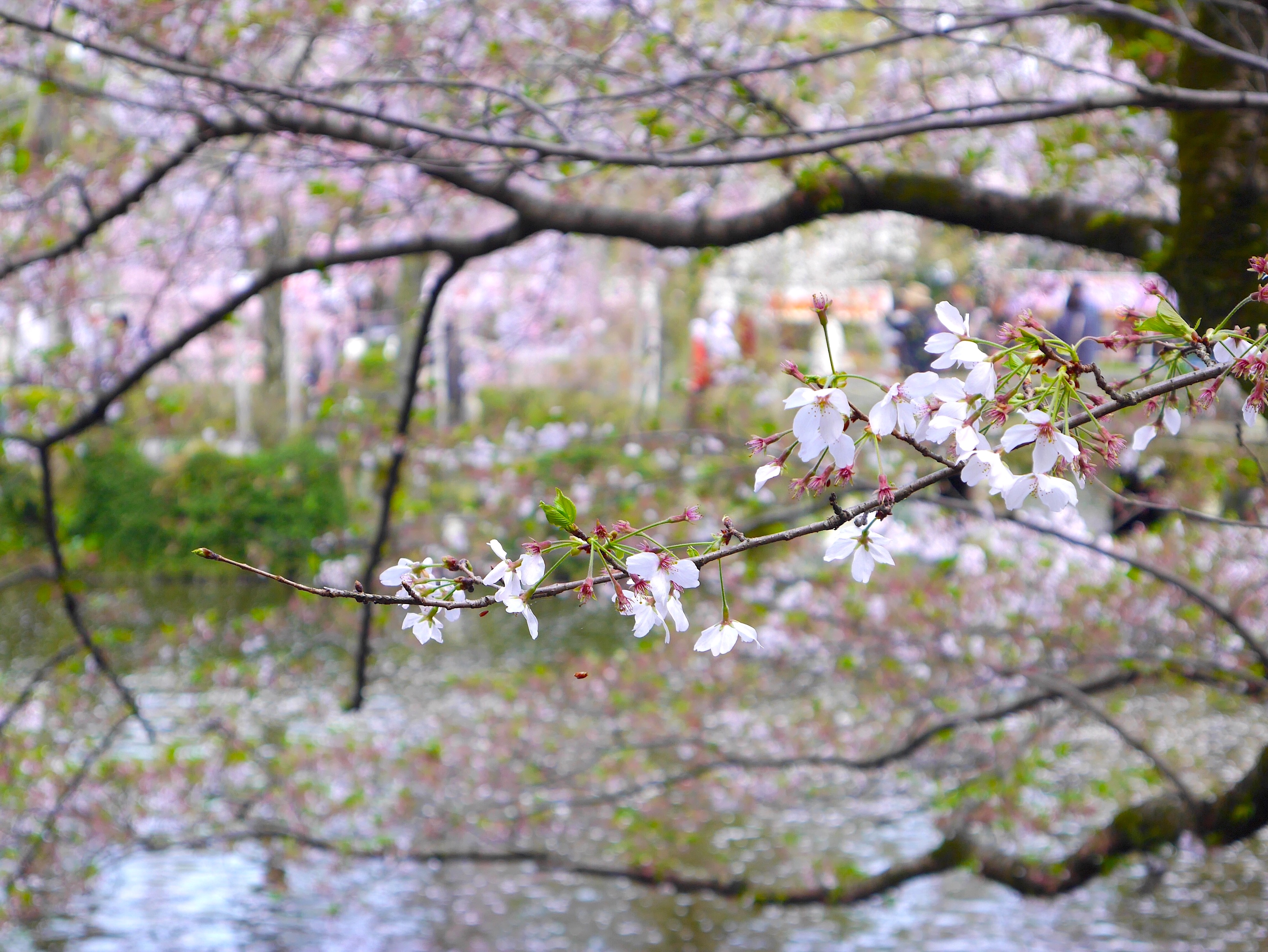 The Human Roots of Somei-Yoshino Cherry – SAPIENS