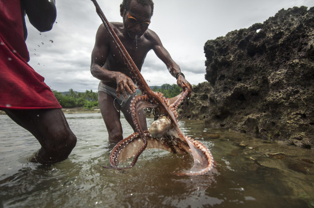 Two people stand knee-deep in water and pull out a coral-colored octopus.