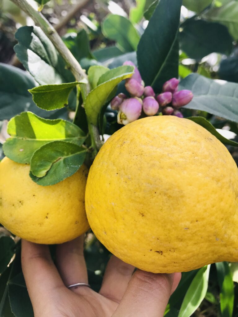 A close-up photograph features a hand propping up two large yellow fruits still on branches.