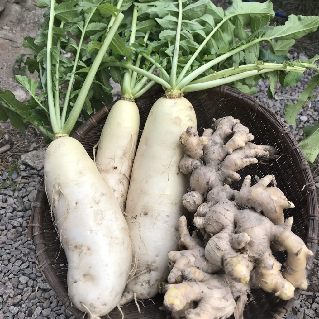 Three large turnips and a cluster of ginger rest in a brown basket.