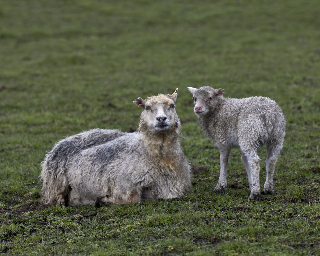 A mother sheep sits next to her standing lamb in a field. Their wool is grayish from fallen ash.