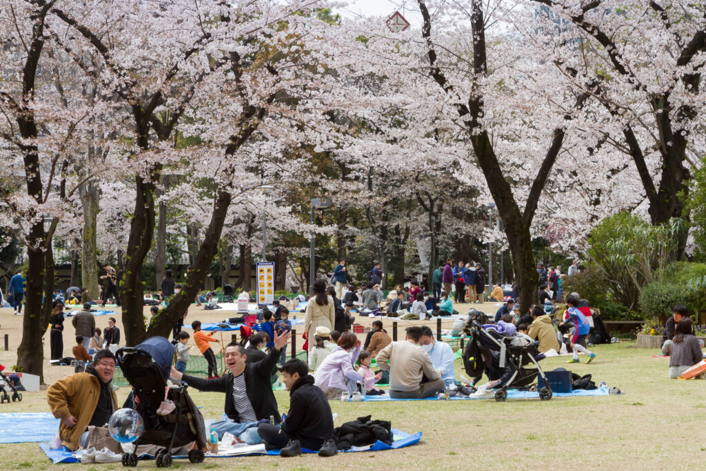 Many people sit in groups on blue tarps under large trees with branches covered in pink flowering plants.