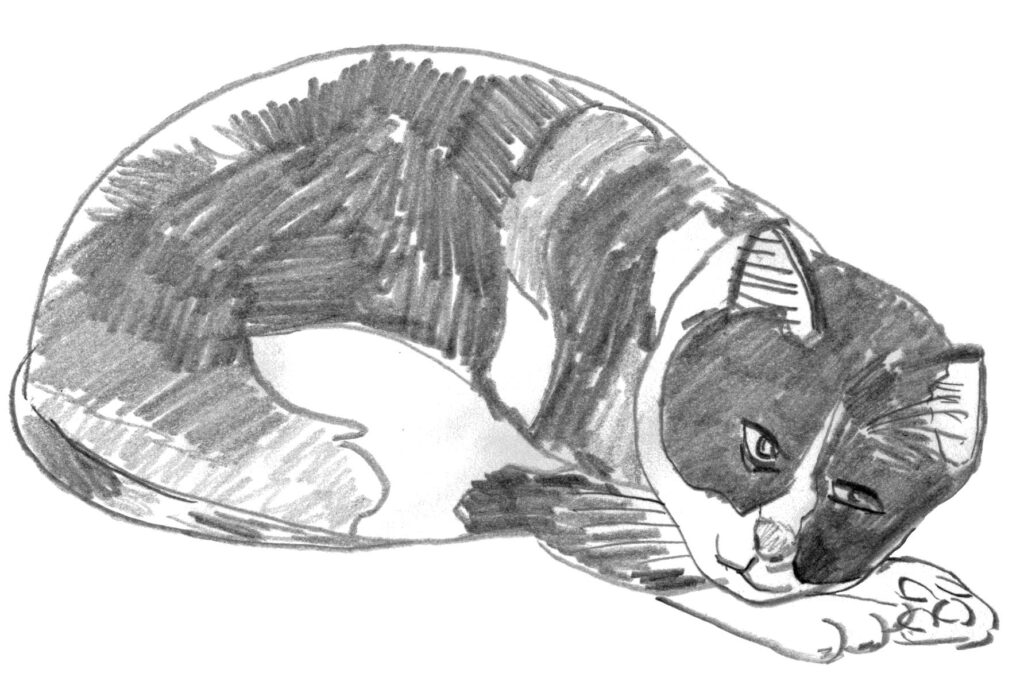 A black-and-white drawing features a cat curled up to sleep.