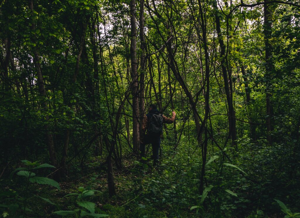 A photograph features a person walking through a green forest densely packed with thin trees.