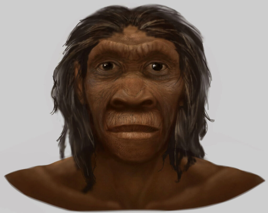 An illustration features a hominin with dark eyes, a robust brow ridge, and a small chin.