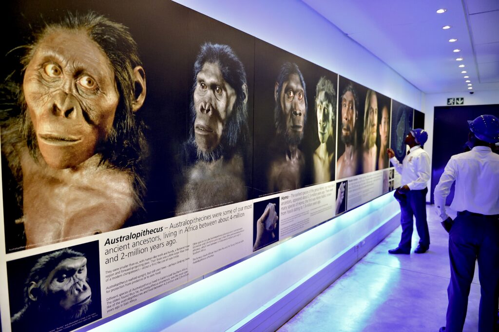 Faces of various hominins span a large wall, each above a descriptive text block. From left to right, the faces get less hairy and lighter in skin tone.