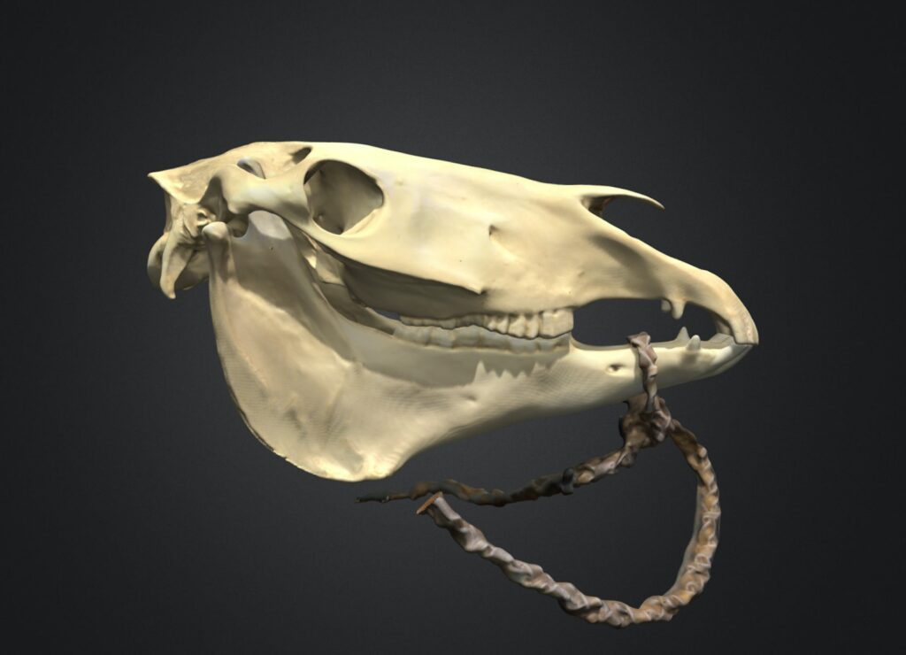 A 3D model depicts a white skull with a long snout.