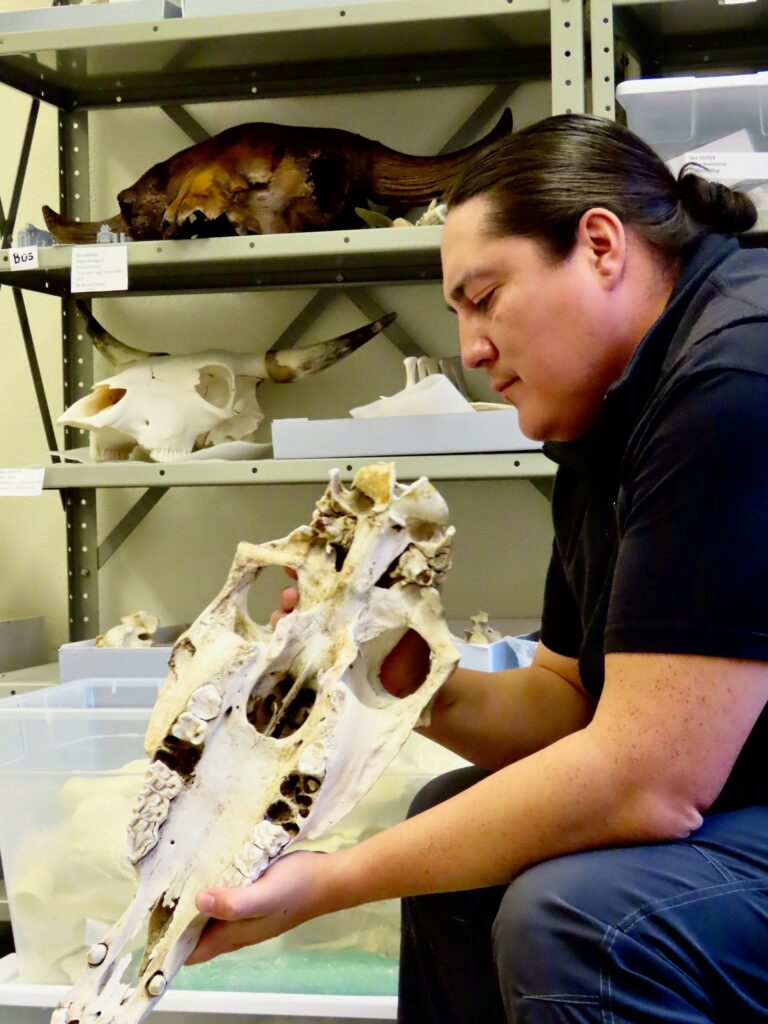 A seated person with black hair in a ponytail and wearing a T-shirt and jeans holds and stares at a long white skull in a lab setting with other animal skulls on a shelf in the background.