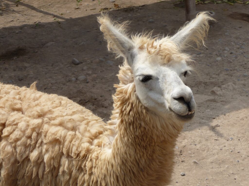 An image shows a tan llama’s head and torso against a beige, sandy ground.