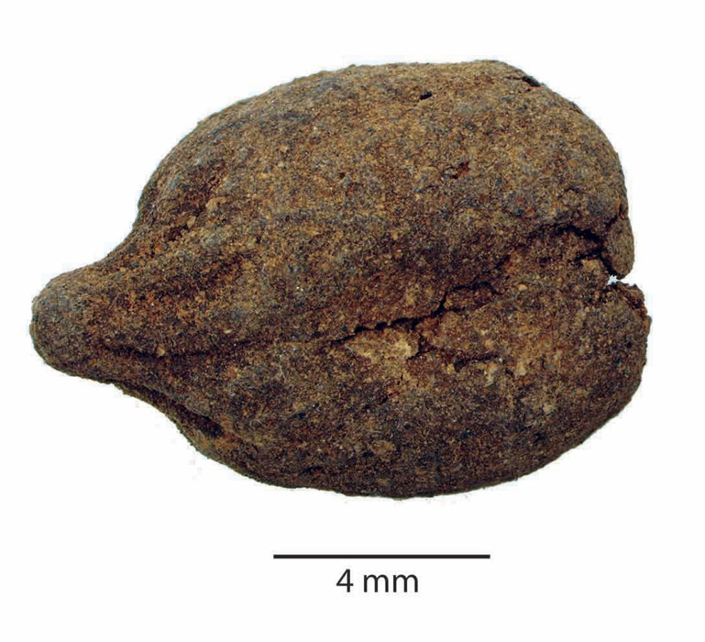 A small, brown rounded clump sits against a white background above a small black line labeled “4 millimeters.”