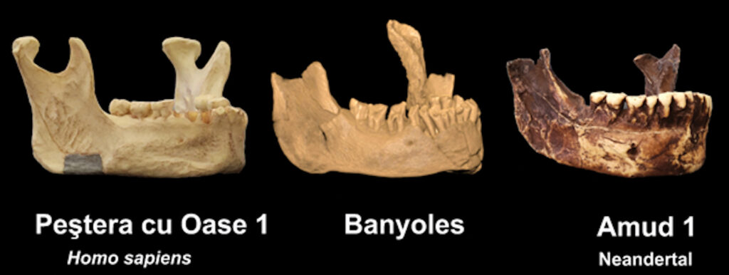 Against a black background is a row of three 3D models of jawbones, each above a white text label. The label on the left says “Pestera cu Oase 1, Homo sapiens,” the one in the center says “Banyoles,” and the one on the right says “Amud 1, Neandertal.”