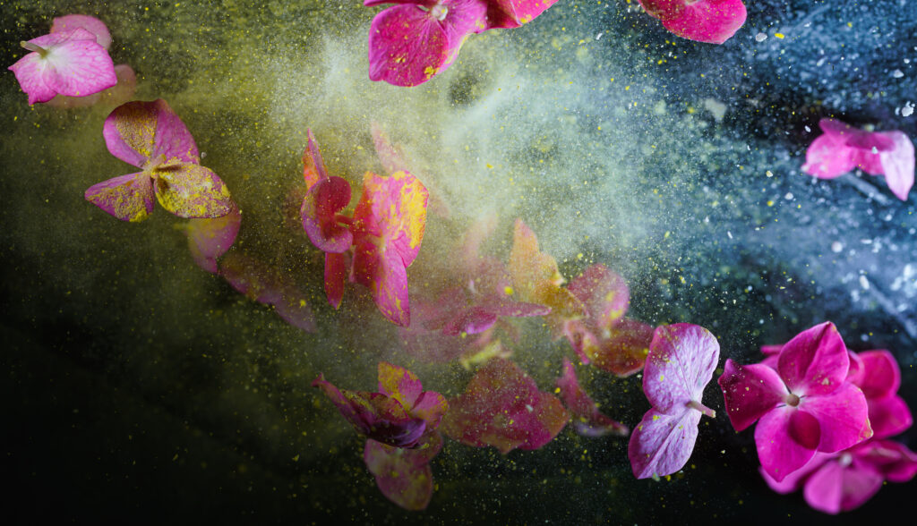 Several pink stemless flowers surrounded by white dust and yellow particles float in mid-air against a black background.