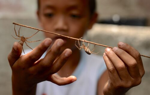 A close-up image features two spiders on a stick held horizontally in the hands of a child whose face appears slightly blurred in the background.