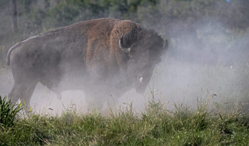 A large furry, horned animal stands on grassy terrain with a forest behind and airborne dust surrounding it.