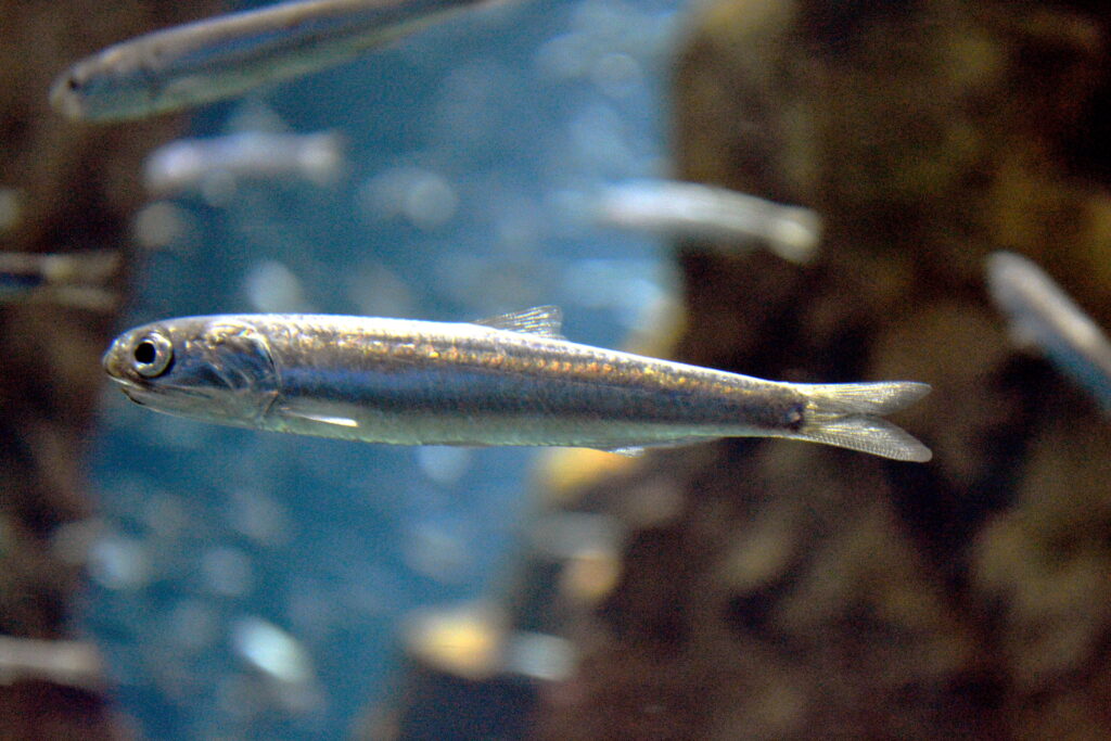 A close-up image features a small, long fish with silver scales.