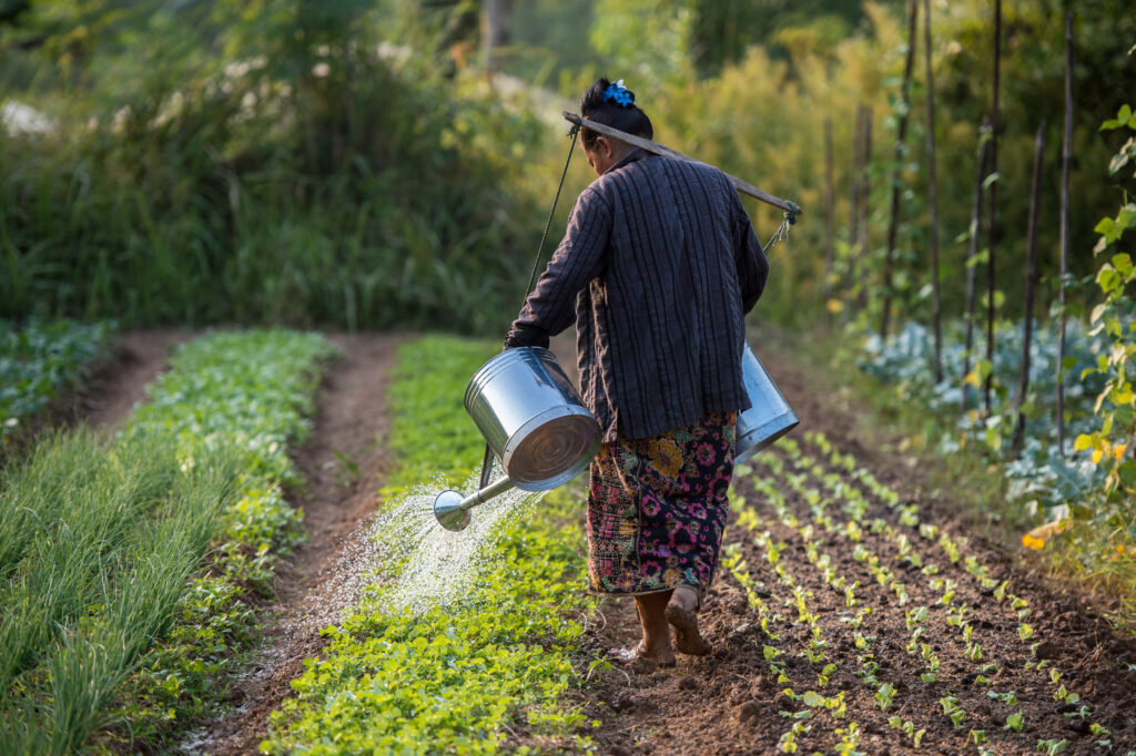 A person with their hair in a bun wearing a striped jacket and floral skirt walks down one row of a field of green crops. They pour water from two silver watering cans, holding one in each hand.