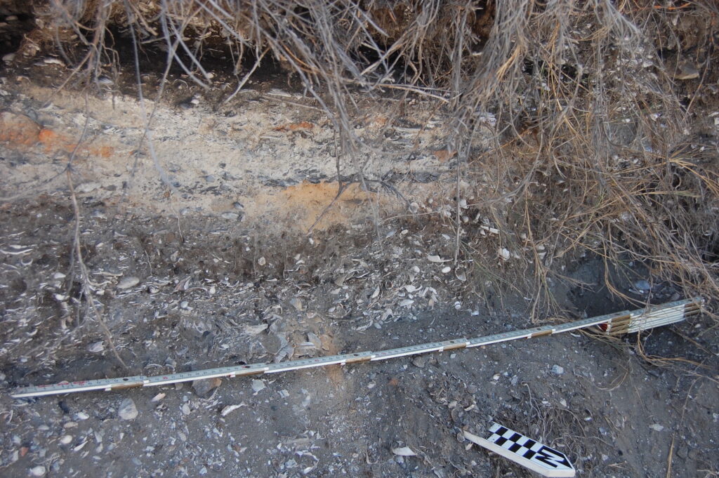 Several measuring rulers are lined up across a dirt plot exposing several layers, some of which are packed with shell pieces.