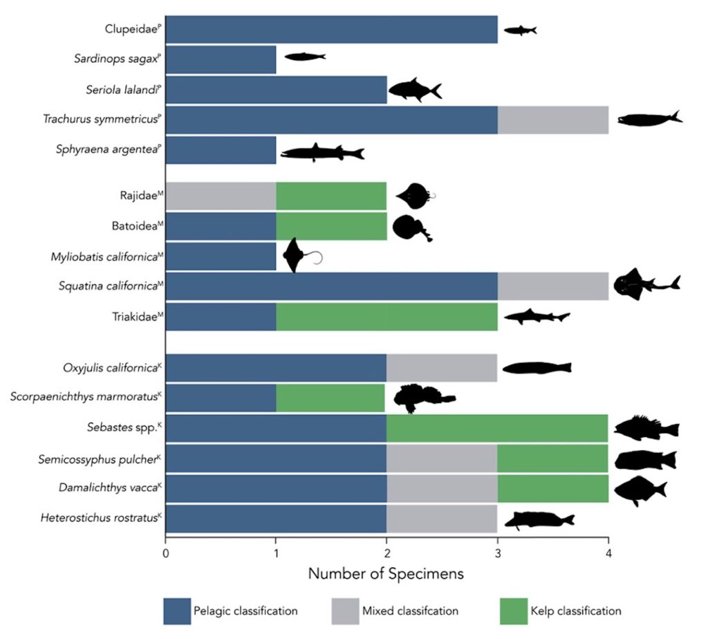 A chart features horizontal bars—each colored with sections of blue, green, or gray—with italicized words on their left side and a black graphic of a fish on its right side. Words such as Clupeidae, Rajidae, and Batoidea line the y-axis. Numbers “0, 1, 2, 3, 4” line the x-axis above the label “Number of specimens.” At the bottom is a color key that denotes blue as “Pelagic classification,” gray as “Mixed classification,” and green as “Kelp classification.”