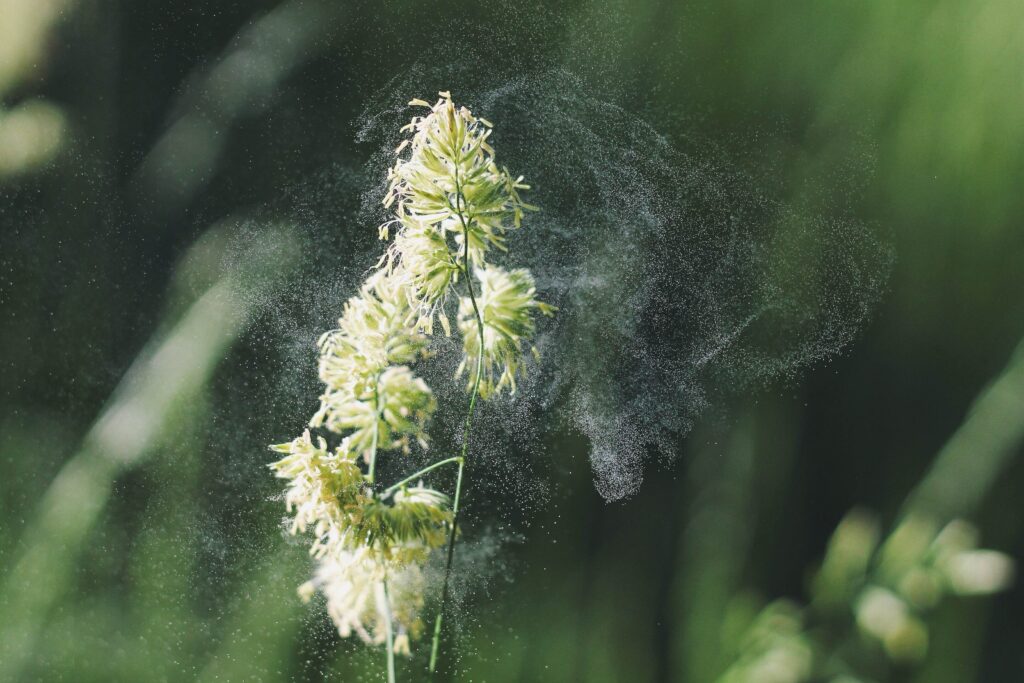 Against a blurry background of grass blades, a close-up image features a white flower with a cloud of small white particles floating in the air around it.