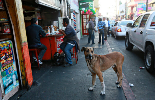 A dog stands on a cement sidewalk along a busy street in front of two people eating at a food stall.