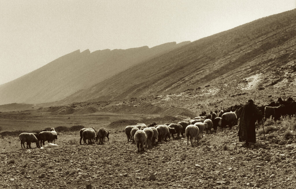 Colored in sepia tones, a photo shows a person in a dark headwrap and robes with a walking stick traveling behind a herd of sheep and goats on rocky terrain that rises into a steep hill.