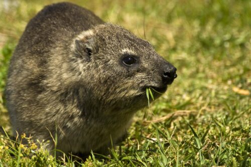 A small mammal with brown fur sits on a grassy field with few blades of grass sticking out of its mouth.