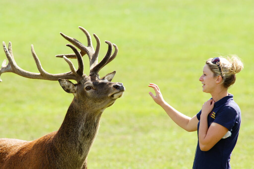 A person with sunglasses perched on their head over a yellow ponytail stands in front of and looks at a deer with orange fur and large antlers. The person’s right hand is raised in front of the animal.