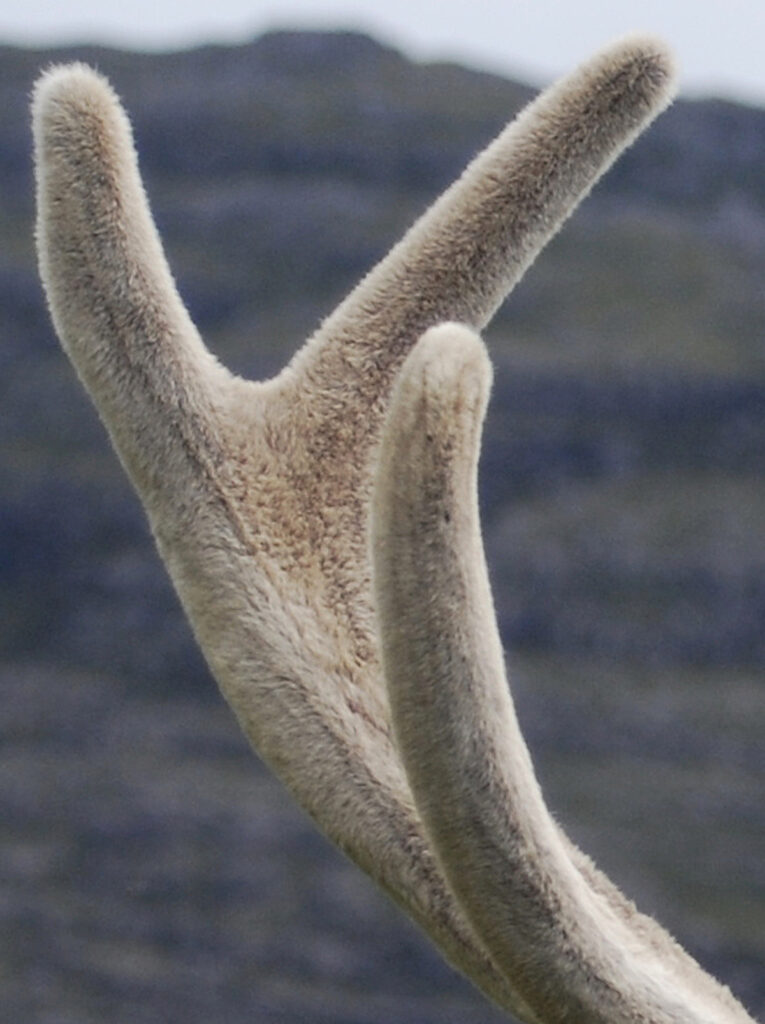 A close-up image features a large antler covered in beige textured fur.