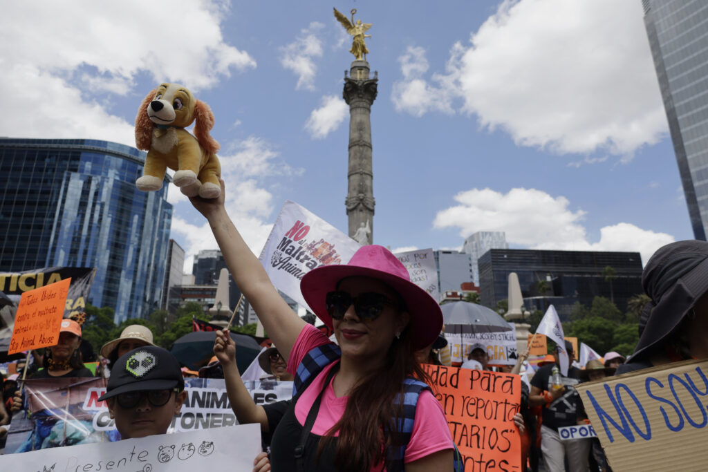 A person at a protest who is wearing a pink hat and shirt holds up a stuffed animal resembling a cartoon dog.