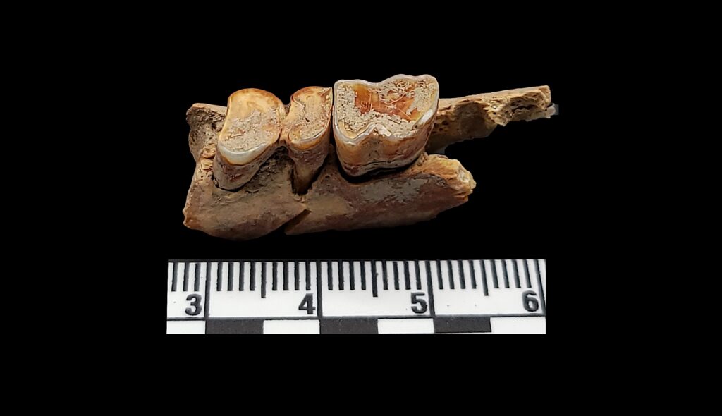 A close-up photograph features a jaw fragment with two intact teeth placed above a segment of a ruler against a black background.