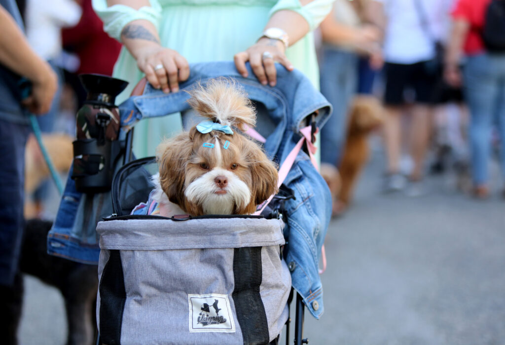 A dog with long brown and white fur has blue barrettes and a bow gathering its fur up into a ponytail. It sits in a stroller that a person in a green dress pushes from behind.