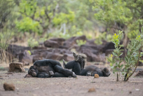Two black-haired chimpanzees lie on the dirt ground in front of a blurred background of brown rocks and green, leafy trees.