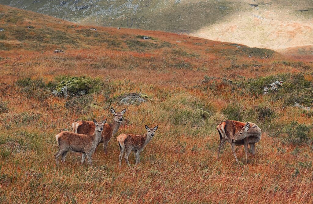 Four deer with orange fur stand in a field of yellowing grass with a mountainous incline on the horizon.