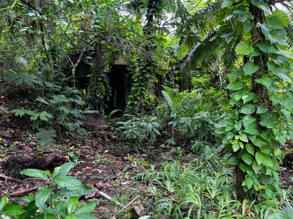 A dense thick green forest covers a building in the center of the image that can barely be seen.