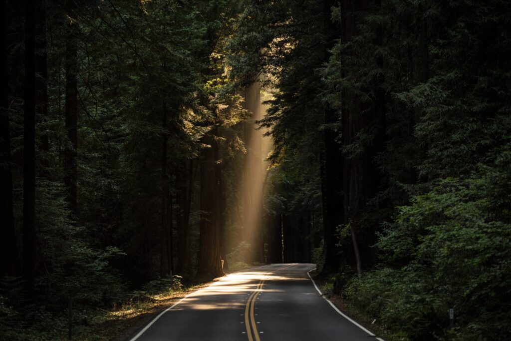 A photograph looks down a gray gravel road with two yellow lines down its center. The road cuts through a dark forest of tall, green, leafy trees with a single ray of sunshine getting through the forest’s canopy.